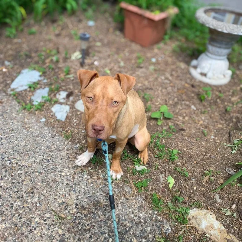 Princessa thumbnail 3