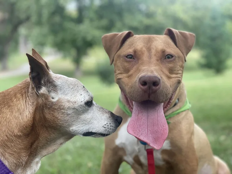 Princessa thumbnail 4