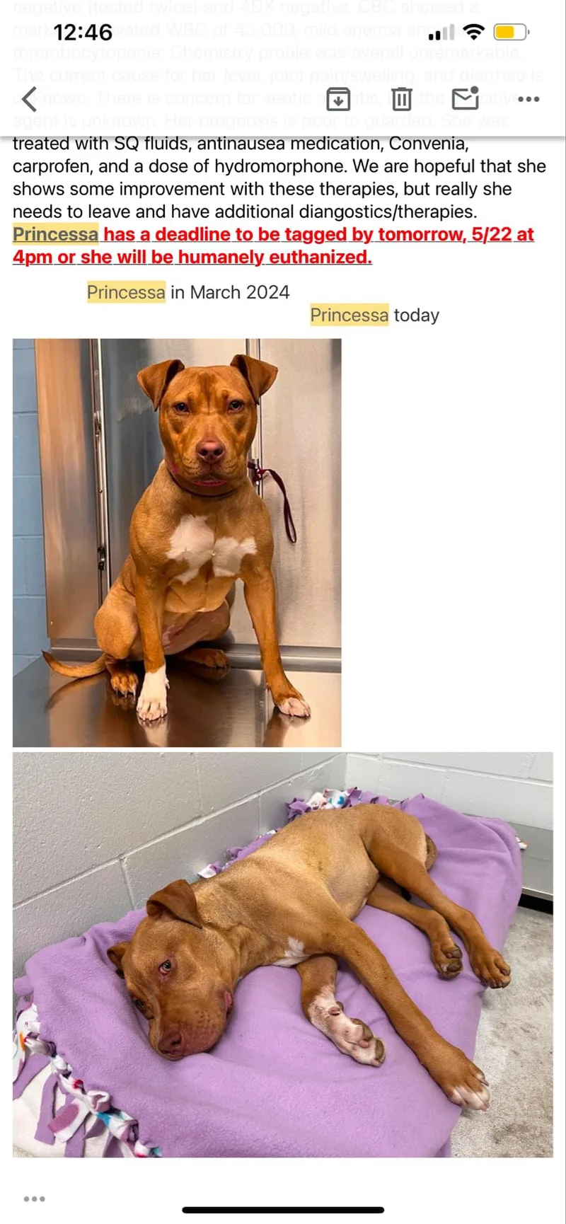 Princessa thumbnail 5