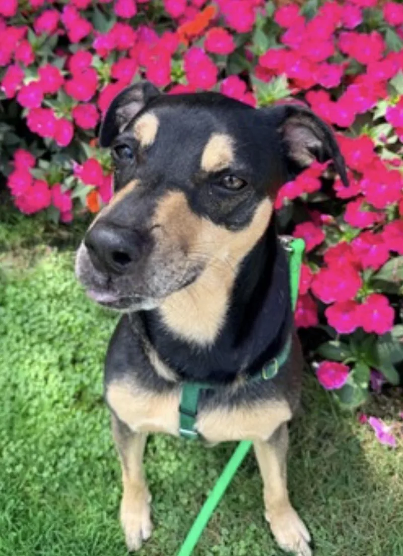 An adult medium-sized female Black Shepherd dog named Tessa for adoption in Amherst, MA