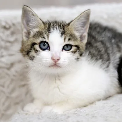 A baby small-sized female Domestic Short Hair cat named Yacht for adoption in Camano Island, WA