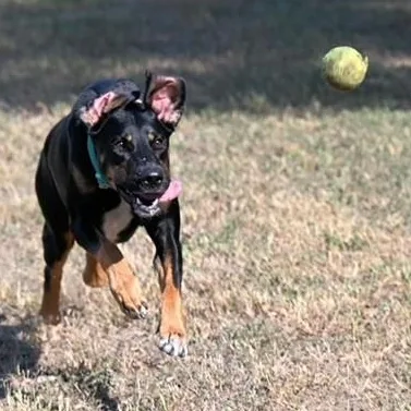 An adult medium-sized female Bicolor Doberman Pinscher dog named AMBER — Your Daily for adoption in Houston, TX