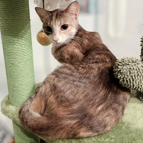 An adult small-sized female Gray / Blue / Silver Domestic Short Hair cat named Beatrix for adoption in Brandon, FL