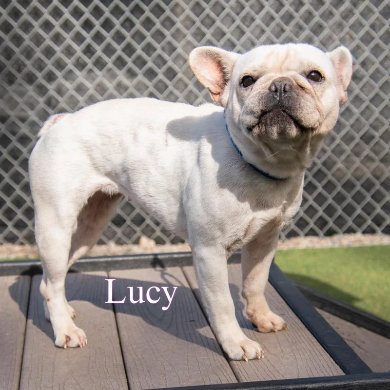 An adult small-sized female White / Cream French Bulldog dog named Lucy for adoption in Parkersburg, WV