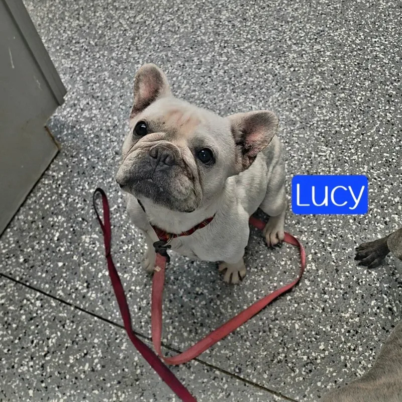 Lucy thumbnail 2