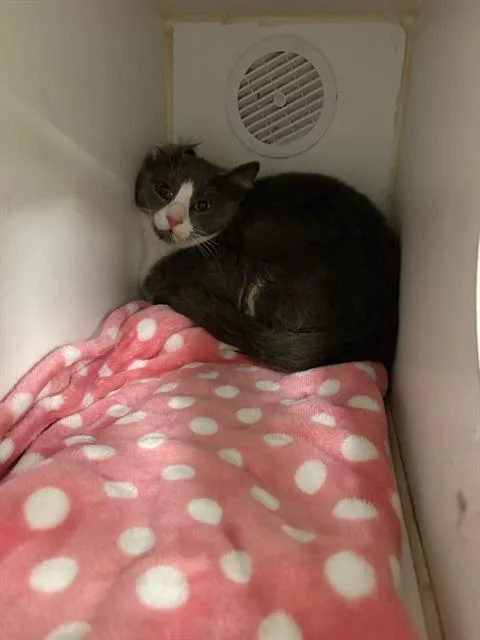 A young small-sized male Domestic Short Hair cat named Graby for adoption in Indianapolis, IN