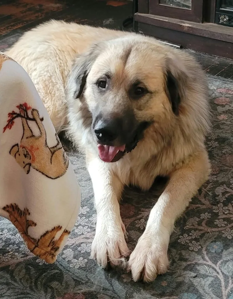 An adult extra large-sized male Brown / Chocolate Great Pyrenees dog named Rhodes for adoption in Kiowa, OK