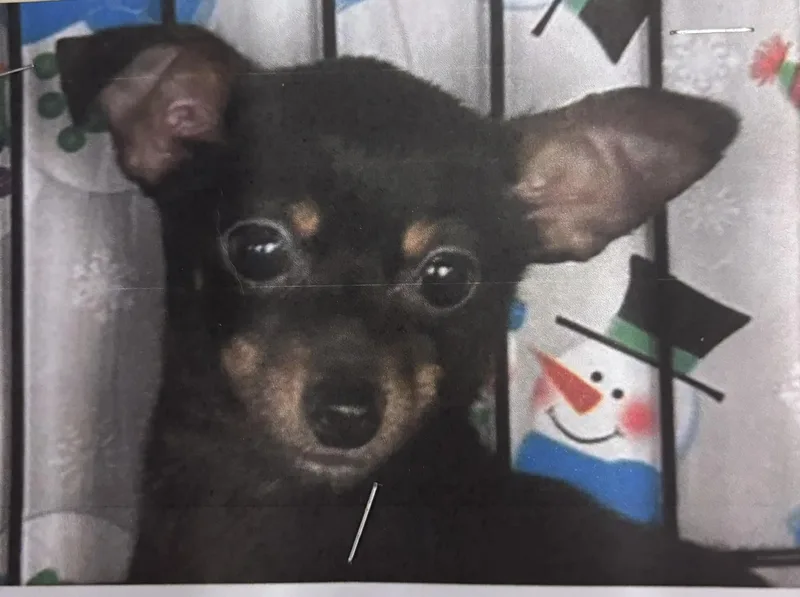 A baby small-sized male Black Chihuahua dog named Gizmo for adoption in Ozone Park, NY