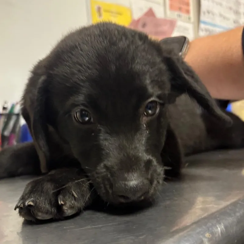 A baby small-sized female Black Mixed Breed dog named Queenie for adoption in Yuma, AZ