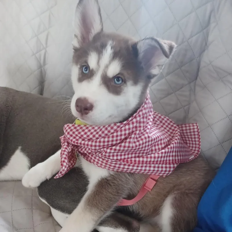 A baby small-sized female Apricot / Beige Husky dog named Dandelion for adoption in Winston Salem, NC