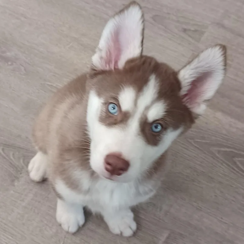 Dandelion thumbnail 2