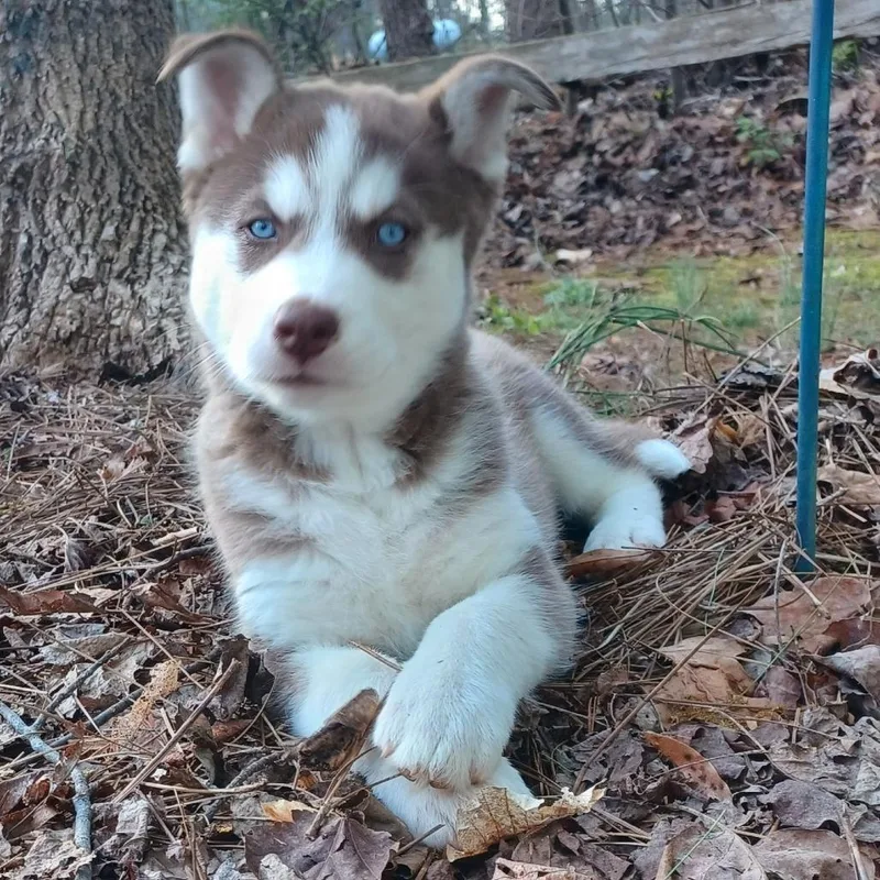 Dandelion thumbnail 3