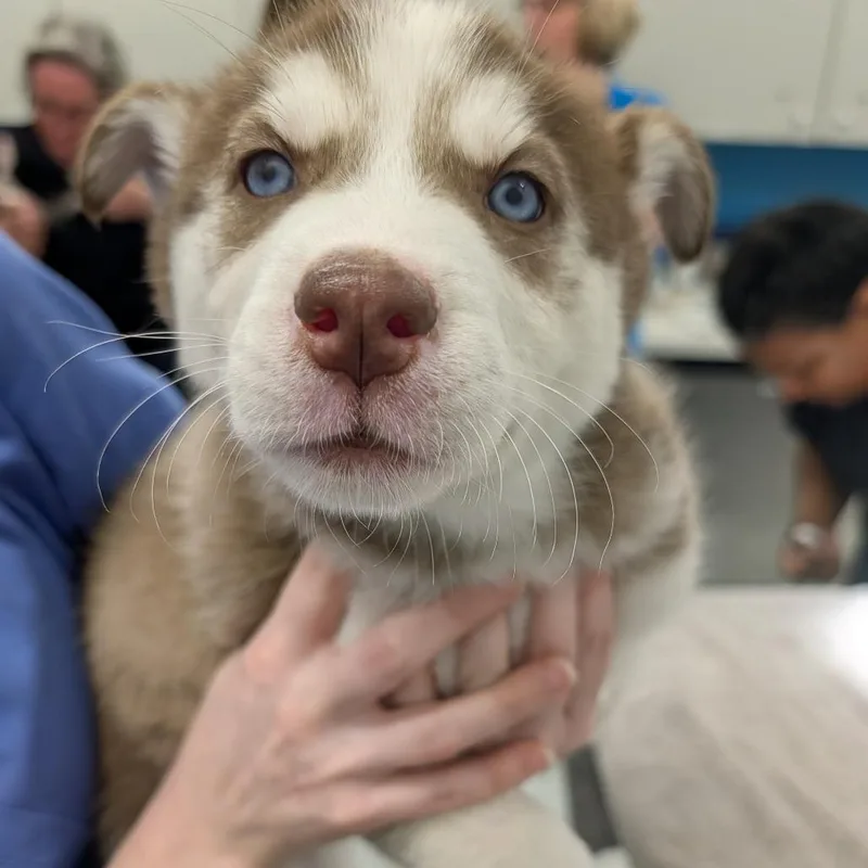 Dandelion thumbnail 4