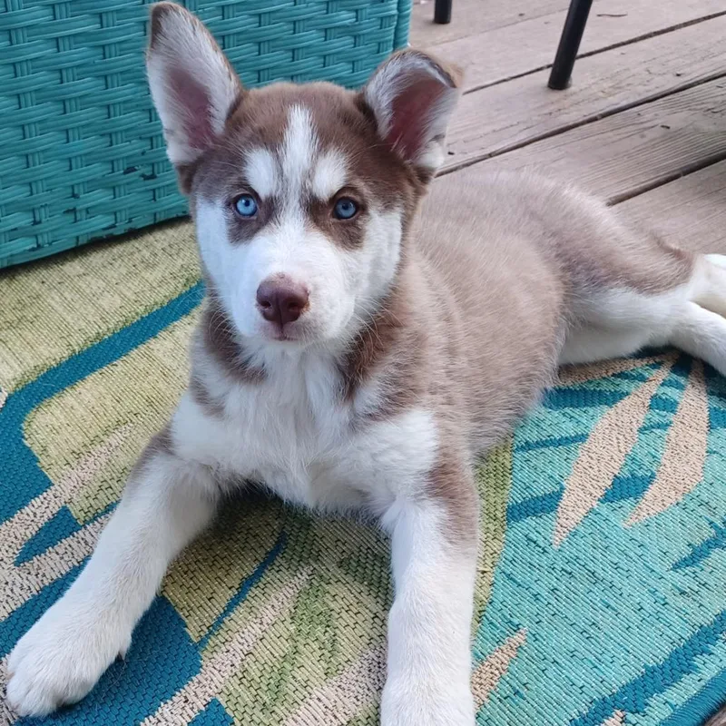 Dandelion thumbnail 5