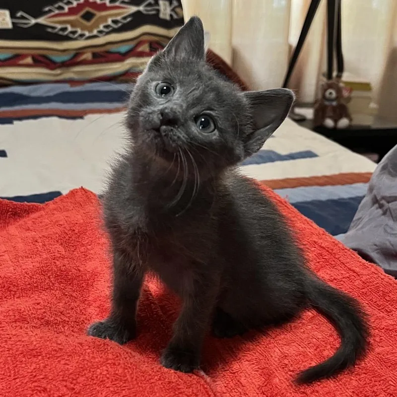A baby small-sized female Gray / Blue / Silver Domestic Short Hair cat named Smokey Puff for adoption in Las Cruces, NM