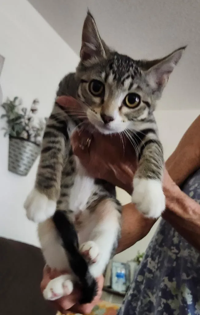 A baby small-sized female Domestic Short Hair cat named Charlotte for adoption in Lemoore, CA