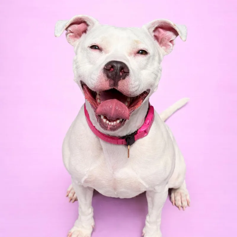 An adult large-sized female White / Cream Pit Bull Terrier dog named Elizabeth for adoption in Concord, NC