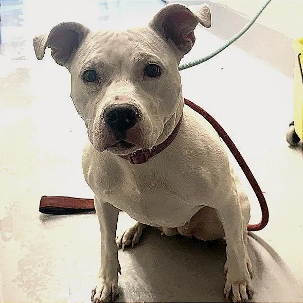 Elizabeth thumbnail 2