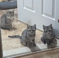 A baby medium-sized female Tabby (Gray / Blue / Silver) Domestic Short Hair cat named Tabasco for adoption in Annapolis, MD