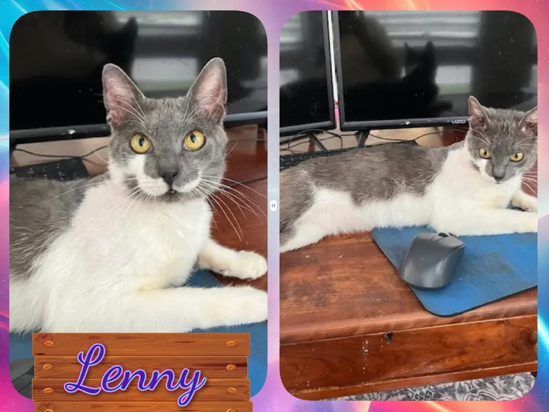 An adult medium-sized male Gray & White Domestic Short Hair cat named Lenny for adoption in Corinth, NY