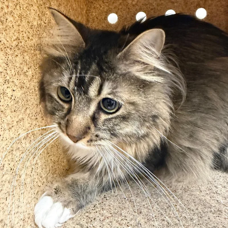 An adult large-sized male Brown / Chocolate Domestic Medium Hair cat named Dunkan for adoption in Reno, NV
