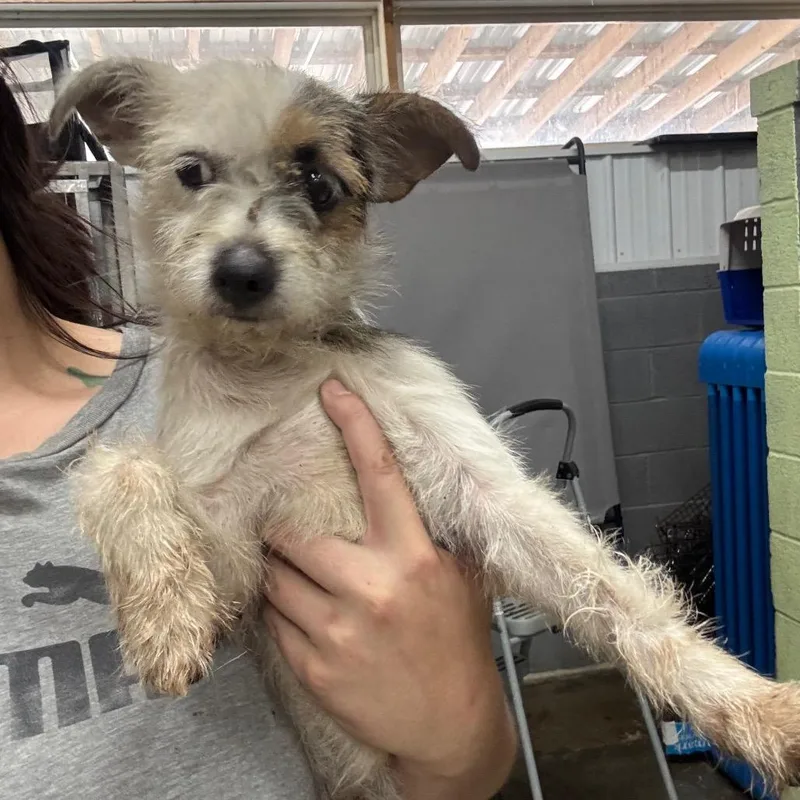 An adult small-sized male Mixed Breed dog named Pork chop for adoption in Corbin, KY