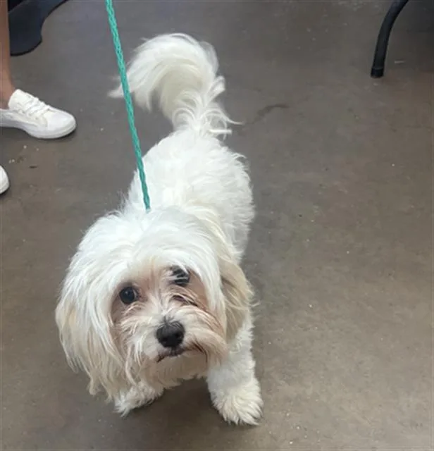 A young small-sized female Mixed Breed dog named Princess for adoption in Dallas, TX