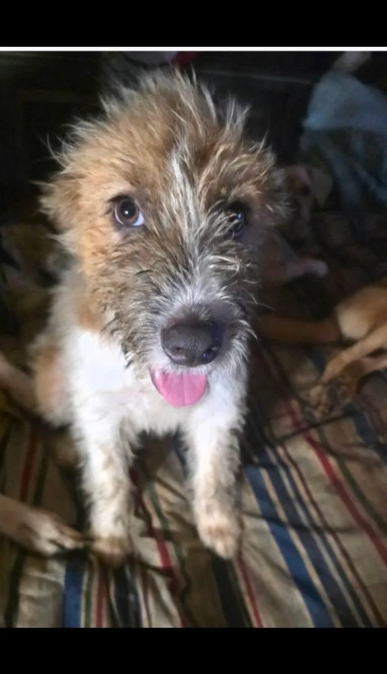 Bert