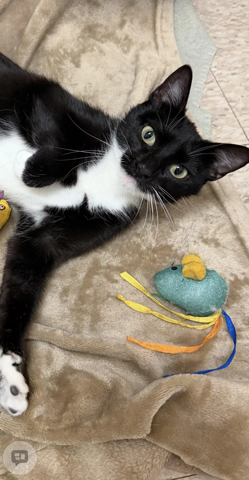 An adult medium-sized female Domestic Short Hair cat named Seleste for adoption in Walled Lake, MI