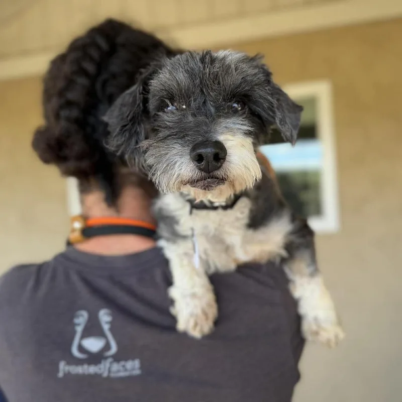 A senior small-sized male Gray / Blue / Silver Schnauzer dog named Scrabble for adoption in Ramona, CA