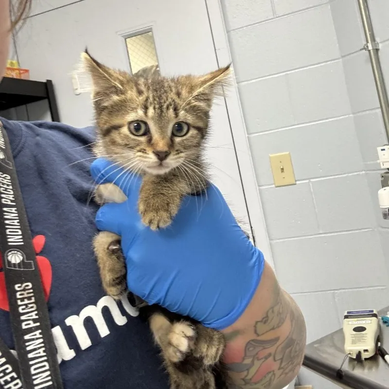 A baby small-sized female Brown / Chocolate Domestic Short Hair cat named Aesha for adoption in Indianapolis, IN