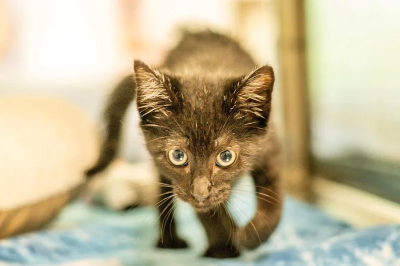 A young small-sized male Black Domestic Short Hair cat named Carlo for adoption in Hilton Head Island, SC