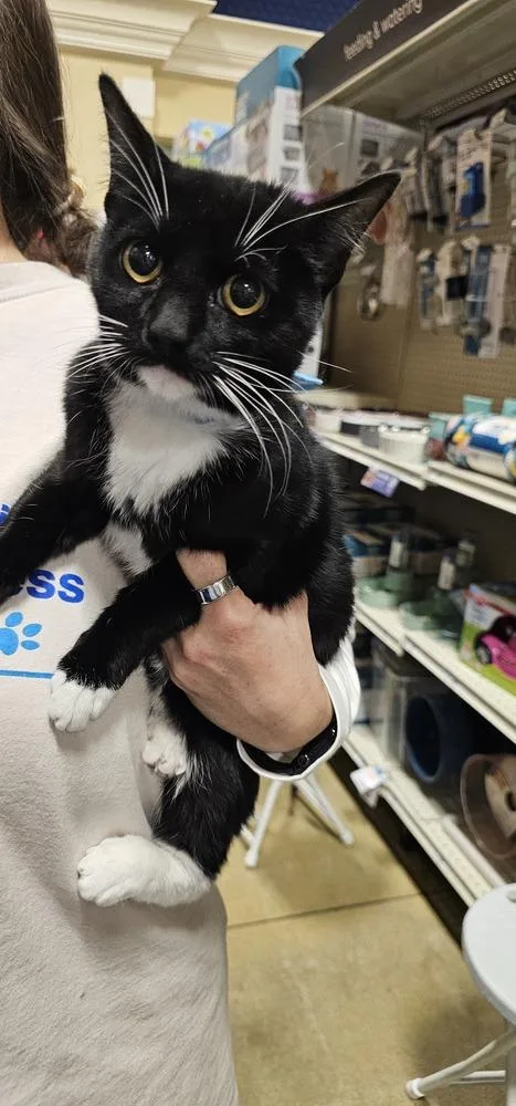 An adult medium-sized female Black & White / Tuxedo Domestic Short Hair cat named Tic Tac for adoption in Powder Springs, GA