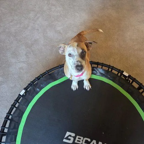 A young medium-sized female Tricolor (Brown, Black, & White) Corgi dog named Gwendolyn for adoption in Glendale, AZ