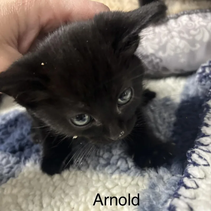 A baby small-sized male Black Domestic Short Hair cat named Arnold for adoption in Taos, NM
