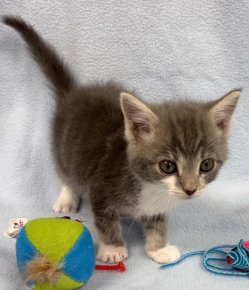 A baby medium-sized male Domestic Short Hair cat named Elliot for adoption in Greeneville, TN