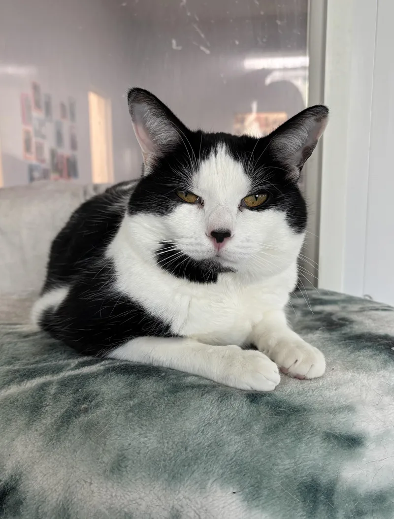 An adult large-sized male Black & White / Tuxedo Domestic Short Hair cat named Holstein for adoption in Richland Center, WI