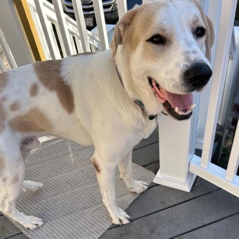 An adult large-sized male White / Cream Mixed Breed dog named Jasper for adoption in Huntington, NY