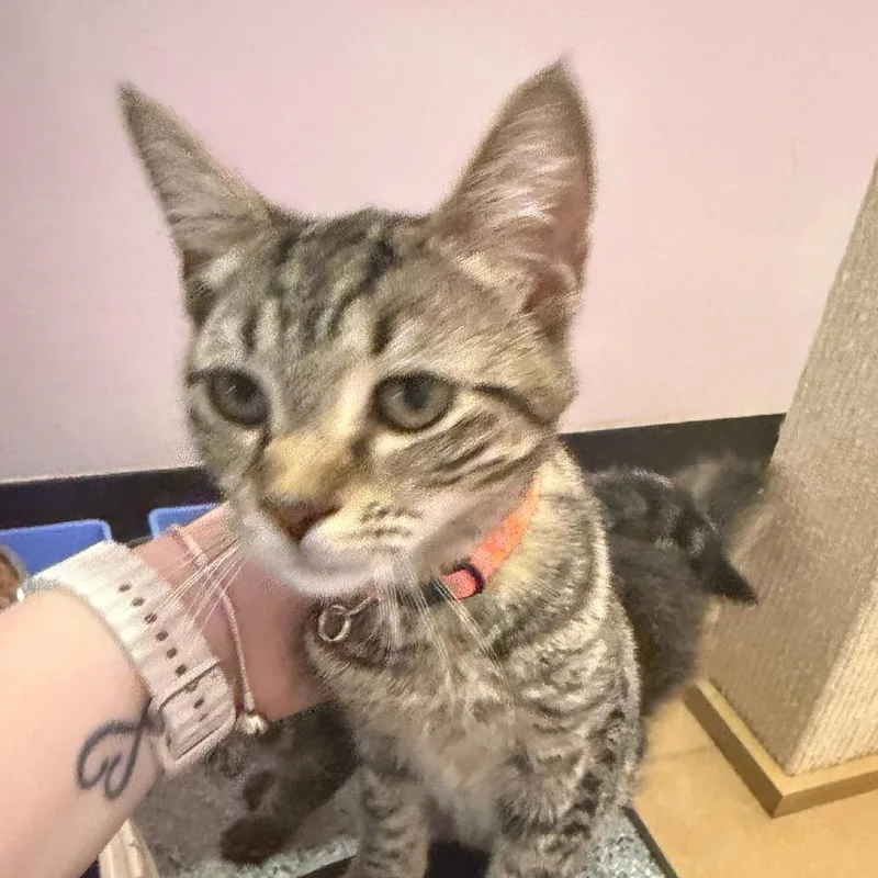 A young small-sized female Brown / Chocolate Domestic Short Hair cat named Jodi for adoption in Hopewell, VA