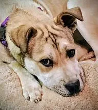 Peterman thumbnail 2