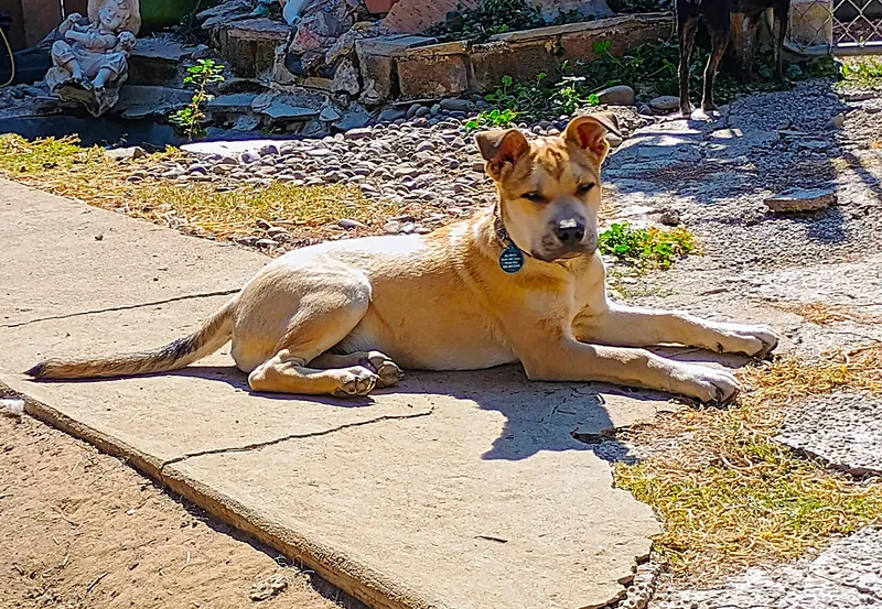 Peterman thumbnail 3