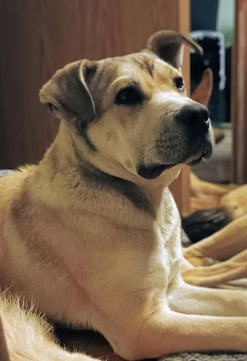 Peterman thumbnail 4