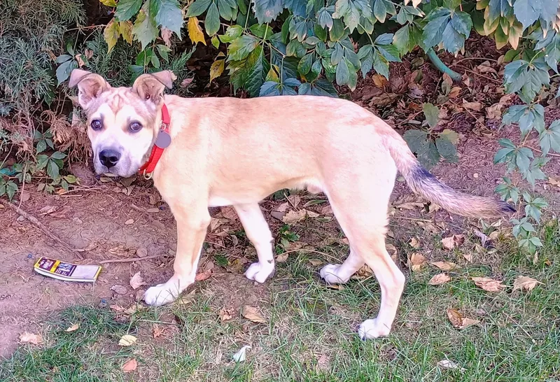 Peterman thumbnail 5