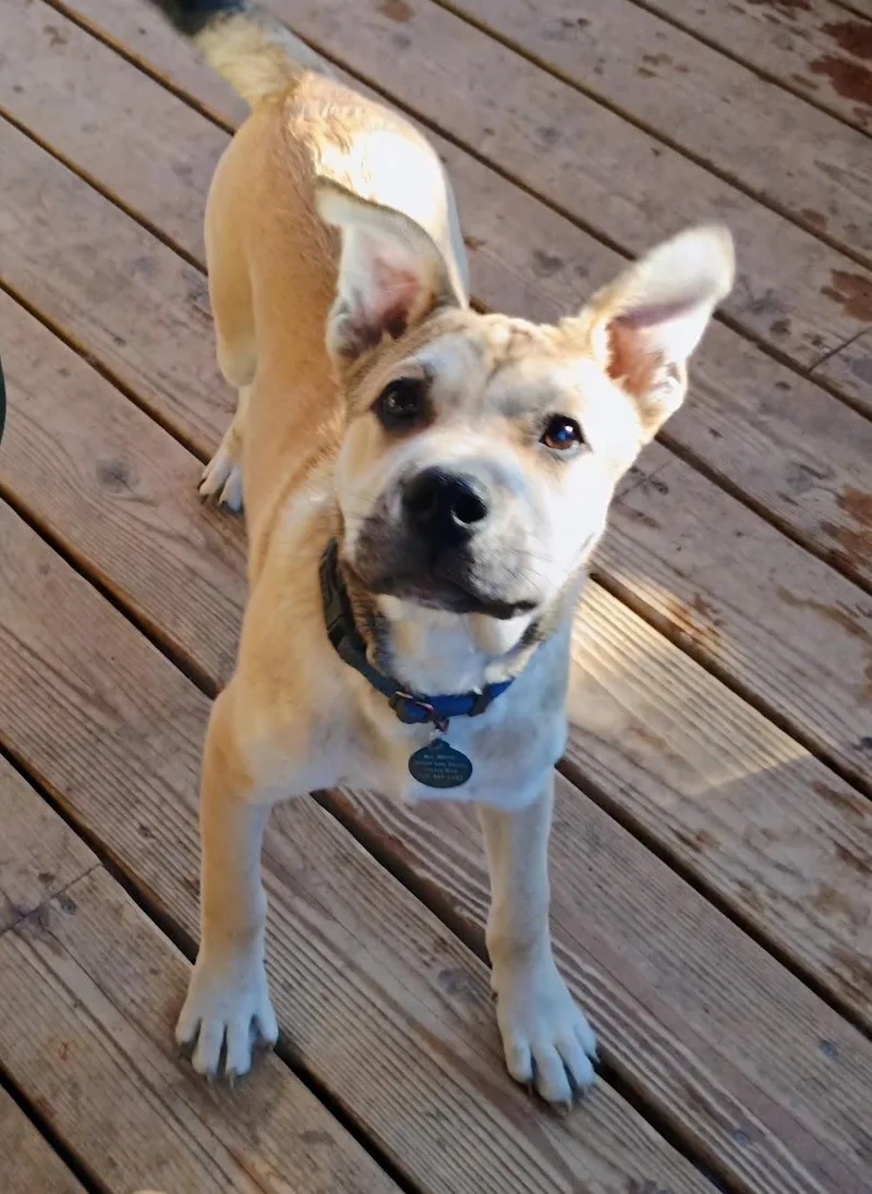 Peterman thumbnail 6