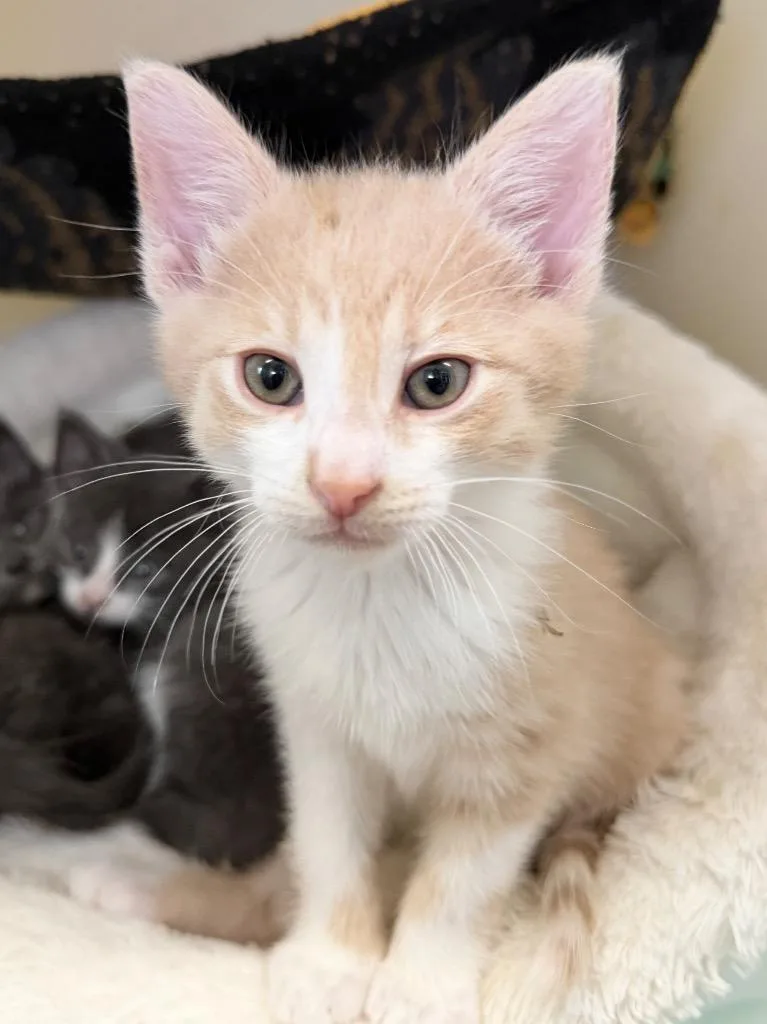 A baby medium-sized male Domestic Short Hair cat named Joey for adoption in Menomonie, WI