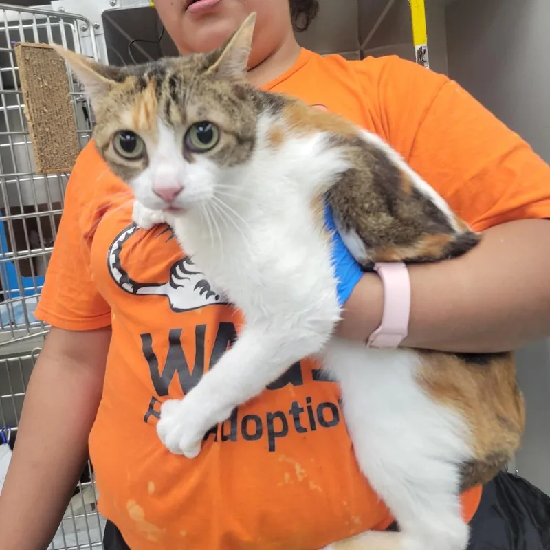 A senior medium-sized female Calico Domestic Short Hair cat named Sasha for adoption in Westminster, CA
