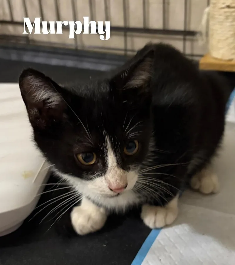 A baby small-sized male Domestic Short Hair cat named Murphy for adoption in Orlando, FL