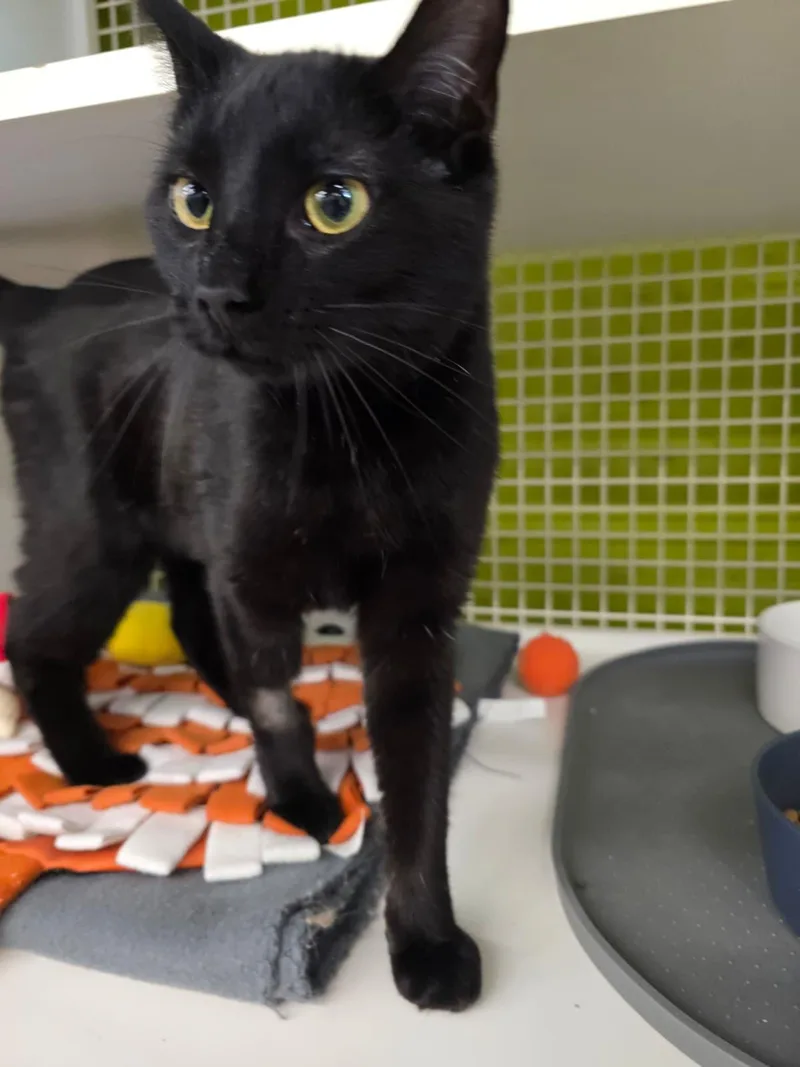 An adult medium-sized female Black Domestic Short Hair cat named Judy for adoption in Nottingham, MD
