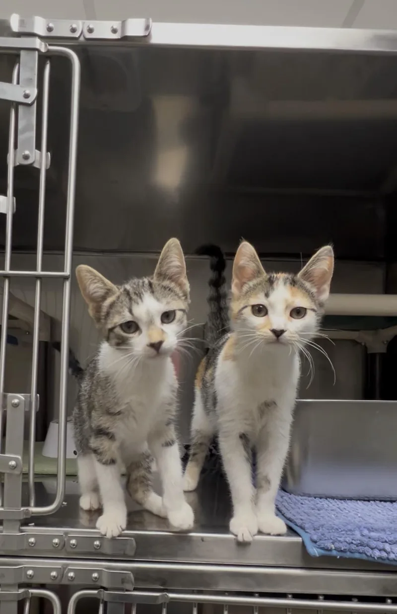 Raspberry thumbnail 2