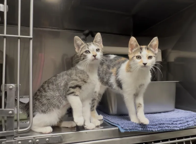 Raspberry thumbnail 3